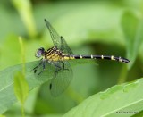Interior Least Clubtail female, Snake Creek, Mayes Co, OK, 7-11-14,  Jp_16542.JPG