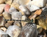 Interior Least Clubtail female, Snake Creek, Mayes Co, OK, 7-11-14,  Jp_16772.JPG