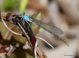 Powdered Dancer female, Snake Creek, Mayes Co, OK, 7-11-14,  Jp_16755.JPG