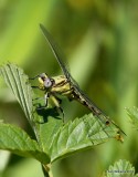 Stillwater Clubtail male, Cherokee Co, OK, 5-22-14, Jp_13922.JPG