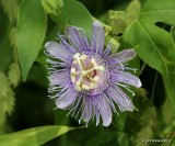 Passion Vine, Brookgreen Gardens, SC, 6-8-14, Jp_019493.JPG