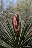 Yucca, Estero Llano Grande State Park, TX, 02_18_2015_Jp_01141.jpg