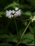 Sweet Cicely, sweet jarvil,  or  Anise root - Myrrhis odorata, Nickle Preserve, Cherokee Co, OK, 4-30-15, Jp_27559.JPG