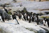 Common Murre, Machias Seal Island, ME, 7-12-15, Jp_2040.JPG