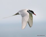 Arctic Tern, Machias Seal Island, ME, 7-12-15, Jpa_2057.jpg