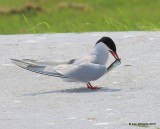 Arctic Tern, Machias Seal Island, ME, 7-12-15, Jpa_2065.jpg