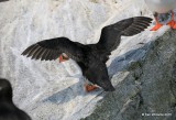 Atlantic Puffin back, Machias Seal Island, ME, 7-12-15, Jpa_1649.jpg