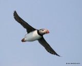 Atlantic Puffin flying, Machias Seal Island, ME, 7-12-15, Jpa 2341.jpg