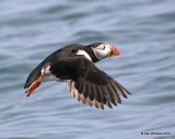 Atlantic Puffin flying, Machias Seal Island, ME, 7-12-15, Jpa_2388.jpg