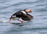 Atlantic Puffin taking off, Machias Seal Island, ME, 7-12-15, Jpa_2396.jpg