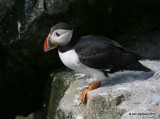 Atlantic Puffin, Machias Seal Island, ME, 7-12-15, Jpa_1479.jpg