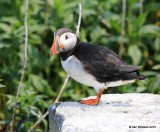 Atlantic Puffin, Machias Seal Island, ME, 7-12-15, Jpa_1780.jpg