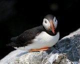 Atlantic Puffin, Machias Seal Island, ME, 7-12-15, Jpa_1802.jpg