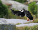Atlantic Puffin, Machias Seal Island, ME, 7-12-15, Jpa_1873.jpg