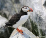 Atlantic Puffin, Machias Seal Island, ME, 7-12-15, Jpa_1874.jpg