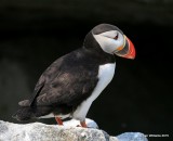 Atlantic Puffin, Machias Seal Island, ME, 7-12-15, Jpa_1961.jpg