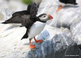 Atlantic Puffin, Machias Seal Island, ME, 7-12-15, Jpa_2002.jpg