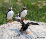 Atlantic Puffin, Machias Seal Island, ME, 7-12-15, Jpa2_1769.jpg