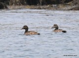 Common Eider, Machias Seal Island, ME, 7-12-15, Ja_2403.jpg