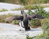 Common Murre, Machias Seal Island, ME, 7-12-15, Jpa_1397.jpg