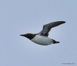 Common Murre, Machias Seal Island, ME, 7-12-15, Jpa_2338.jpg