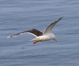 Greater Black-backed Gull, Cutler, ME, 7-12-15, Jpas_2597.jpg