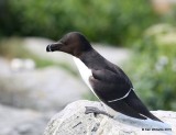 Razorbill, Machias Seal Island, ME, 7-12-15, Jpa_1233.jpg