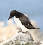 Razorbill, Machias Seal Island, ME, 7-12-15, Jpa_1674.jpg