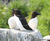 Razorbills, Machias Seal Island, ME, 7-12-15, Jpa 1332.jpg