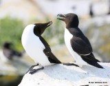 Razorbills, Machias Seal Island, ME, 7-12-15, Jpa_1321.jpg