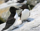 Razorbills, Machias Seal Island, ME, 7-12-15, Jpa_2012.jpg