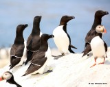 Razorbills, Machias Seal Island, ME, 7-12-15, Jpa_2030.jpg