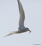 Arctic Tern, Machias Seal Island, ME, 7-12-15, Jpa_2228.jpg