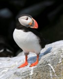 Atlantic Puffin, Machias Seal Island, ME, 7-12-15, Jpa_1562.jpg