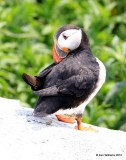 Atlantic Puffin, Machias Seal Island, ME, 7-12-15, Jpa_1770.jpg