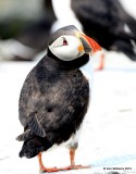Atlantic Puffin, Machias Seal Island, ME, 7-12-15, Jpa_1855.jpg