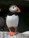 Atlantic Puffin, Machias Seal Island, ME, 7-12-15, Jpa_1950.jpg