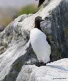 Common Murre - bridled, Machias Seal Island, ME, 7-12-15, Jp_1822.jpg