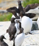 Common Murre, Machias Seal Island, ME, 7-12-15, Jpa_1574.jpg