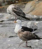 Greater Black-backed Gull, Cutler, ME, 7-12-15, Jpa_1699.jpg