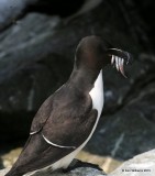 Razorbill with dinner, Machias Seal Island, ME, 7-12-15, Jpa_1872.jpg