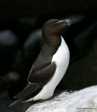 Razorbill, Machias Seal Island, ME, 7-12-15, Jpa 1526.jpg