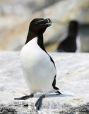 Razorbill, Machias Seal Island, ME, 7-12-15, Jpa 1597.jpg