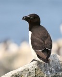 Razorbill, Machias Seal Island, ME, 7-12-15, Jpa2 1813.jpg