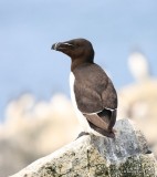 Razorbill, Machias Seal Island, ME, 7-12-15, Jpa_1808.jpg