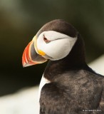 Atlantic Puffin, Machias Seal Island, ME, 7-12-15, Jpa_0024.jpg