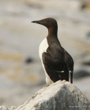 Common Murre, Machias Seal Island, ME, 7-12-15, Jpa_0038.jpg