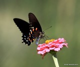 Pipevine Swallowtail, Ash Canyon B&B, Herford, AZ, 8-21-15, Jpa_9183.jpg