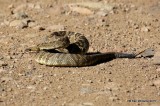 Black-tailed Rattlesnake, Paradise, AZ, 8-18-15, Jpa_6889.jpg