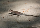Yarrows Spiny Lizard, Sceloporus jarrovii, Cave Creek, AZ, 8-17-15, Jpa_6241.jpg